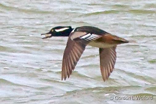 Hooded Merganser In Flight_35292.jpg - Hooded Merganser (Lophodytes cucullatus)Photographed along the Gulf coast at the Magic Ridge Bird Sanctuary near Port Lavaca, Texas, USA. 